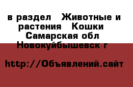  в раздел : Животные и растения » Кошки . Самарская обл.,Новокуйбышевск г.